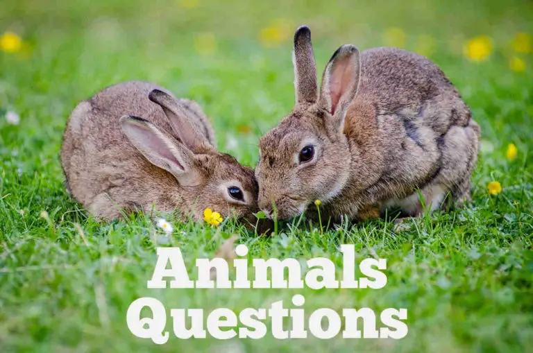 good research questions about animals